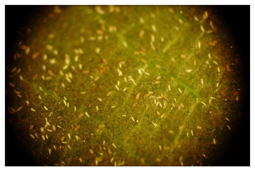 Identificando o ácaro branco - Consultec Agro