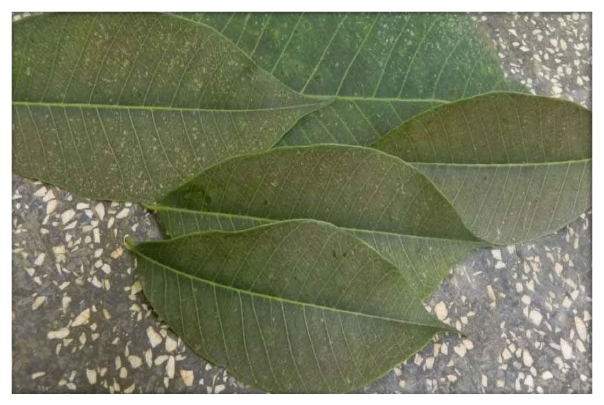 Sintoma ácaro branco bronzeamento - Consultec Agro