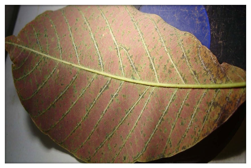 Sintoma ácaro vermelho - Consultec Agro